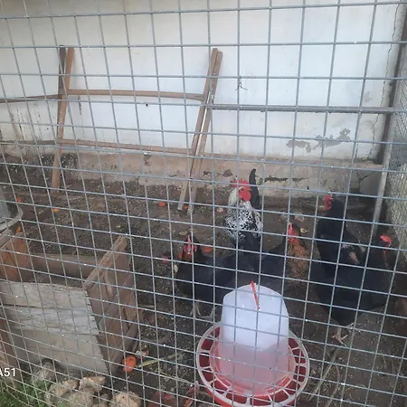 Ali Dede Kusadası